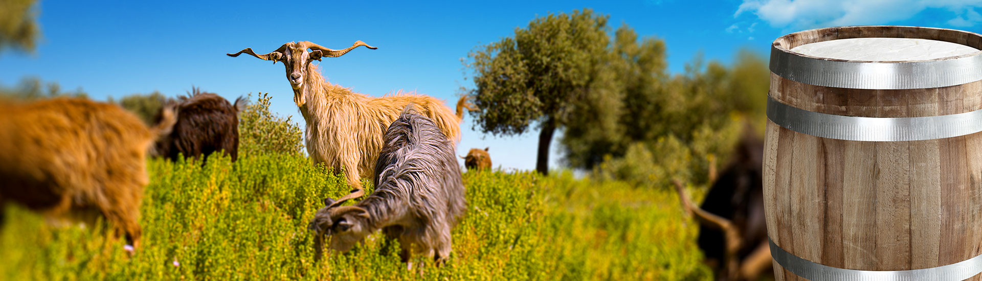 Λαβιογάλ, Παραδοσιακό Τυροκομείο,Τυροκομείο Μονεμβασιάς, Τυροκομείο Λακωνίας, Φέτα, Φέτα Μονεμβασιάς, Κατσικίσιο τυρί, Κατσικίσιο τυρι Μονεμβασιάς, Μυζήθρα, Μυζήθρα Μονεμβασιάς, Γραβιέρα, Γραβιέρα Μονεμβασιάς, Κεφαλοτύρι, Σφέλα, Ψηστύρι, Βούτυρο, Φέτα Βαρελίσια, Φέτα δοχείο, Κατσικίσιο τυρί βαρελίσιο, Γραβιέρα με ελαιόλαδο, Γραβιέρα με Μπούκοβο, Γραβιέρα με Πιπέρι,Κρασογραβιέρα, Τουλουμοτύρι, Τυριά Μονεμβασιάς