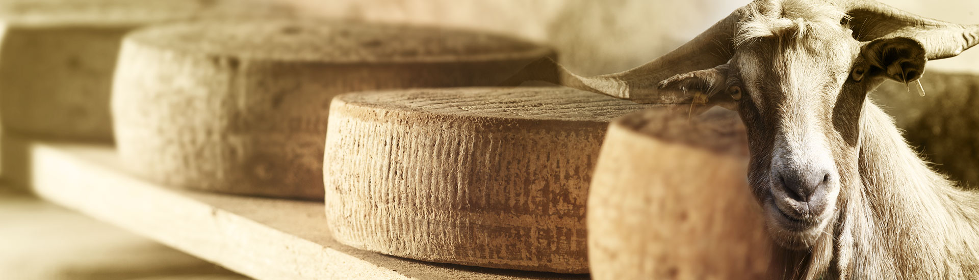 alt="Λαβιογάλ, Παραδοσιακό Τυροκομείο,Τυροκομείο Μονεμβασιάς, Τυροκομείο Λακωνίας, Φέτα, Φέτα Μονεμβασιάς, Κατσικίσιο τυρί, Κατσικίσιο τυρι Μονεμβασιάς, Μυζήθρα, Μυζήθρα Μονεμβασιάς, Γραβιέρα, Γραβιέρα Μονεμβασιάς, Κεφαλοτύρι, Σφέλα, Ψηστύρι, Βούτυρο, Φέτα Βαρελίσια, Φέτα δοχείο, Κατσικίσιο τυρί βαρελίσιο, Γραβιέρα με ελαιόλαδο, Γραβιέρα με Μπούκοβο, Γραβιέρα με Πιπέρι,Κρασογραβιέρα, Τουλουμοτύρι, Τυριά Μονεμβασιάς"